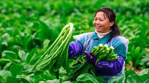 为什么说“健康蔬菜”是行业发展的必由之路